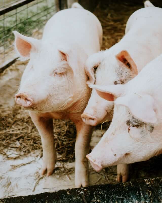 schweine_640x800